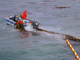 Crew towing kelp