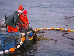 Crew grabbing kelp