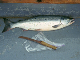 First salmon of the season