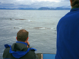 Ron and Minkey Whales